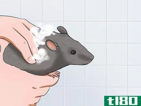 Image titled Keep a Pet Rat Clean Step 4