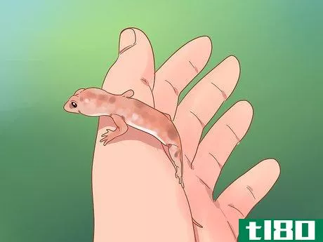 Image titled Care for a House Gecko Step 9