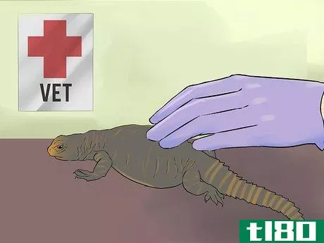 Image titled Care for Uromastyx Lizards Step 11