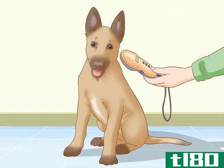 Image titled Care for a Belgian Malinois Step 21
