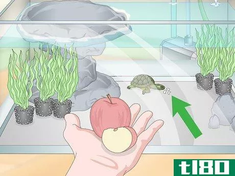 Image titled Care for a Turtle Step 10