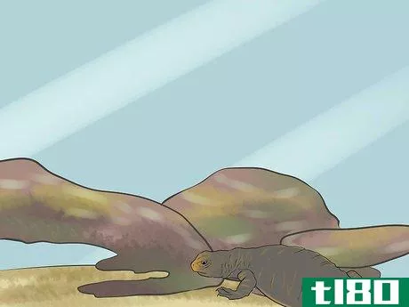 Image titled Care for Uromastyx Lizards Step 14
