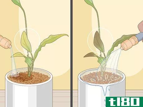 Image titled Care for Peace Lilies Step 12