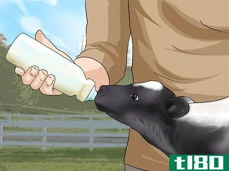 Image titled Care for Calves Step 10