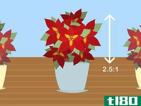 Image titled Care for Poinsettias Step 2
