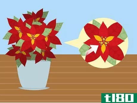 Image titled Care for Poinsettias Step 4