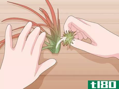 Image titled Care for Air Plants Indoors Step 11