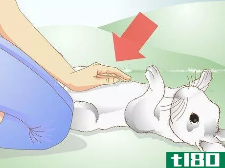 Image titled Care for a Rabbit with GI Stasis Step 4