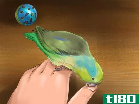 Image titled Care for a Pacific Parrotlet Step 17