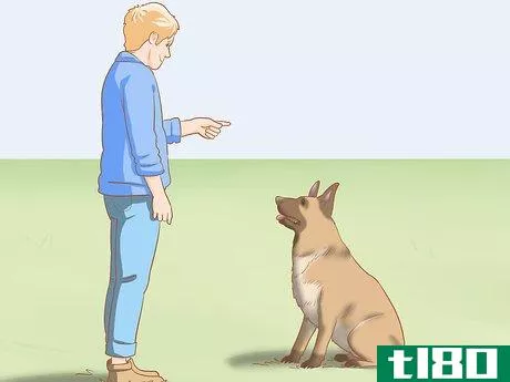 Image titled Care for a Belgian Malinois Step 3