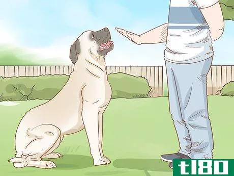 Image titled Care for an English Mastiff Step 14