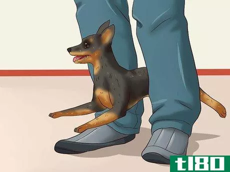 Image titled Care for a Miniature Pinscher Step 4