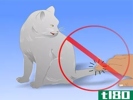 Image titled Care for Physically Abused Cats Step 17