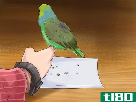 Image titled Care for a Pacific Parrotlet Step 22