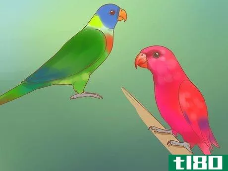 Image titled Know if Lories and Lorikeets Are Right for You Step 12