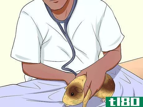 Image titled Care for a Dying Guinea Pig Step 4
