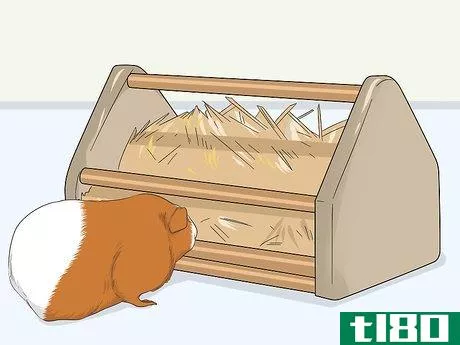 Image titled Care for a Guinea Pig After Neutering Step 5