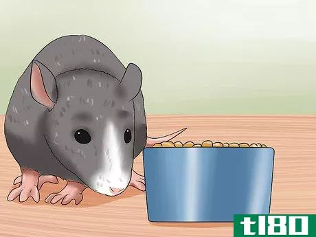 Image titled Care for a Pregnant Pet Rat Step 1