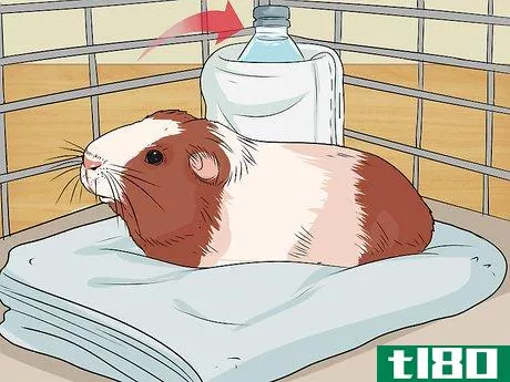 Image titled Care for a Guinea Pig with Pneumonia Step 17
