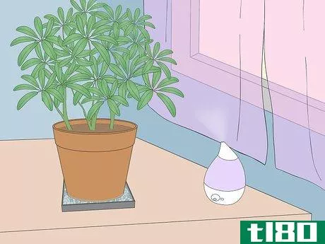 Image titled Care for a Dwarf Umbrella Plant Step 3