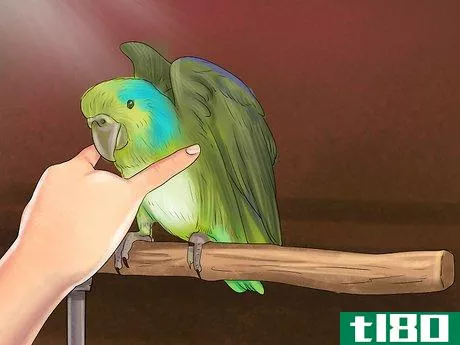 Image titled Care for a Pacific Parrotlet Step 23
