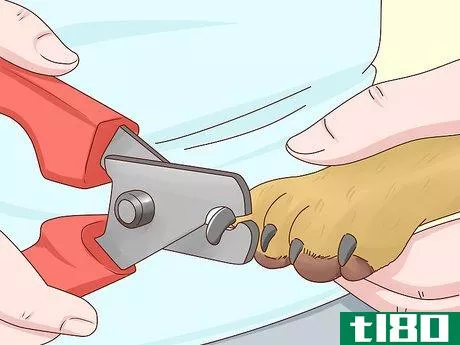 Image titled Care for a Labrador Retriever Step 6