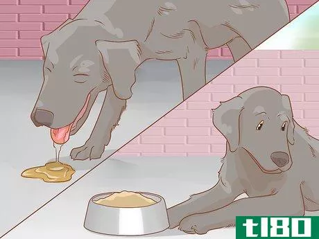 Image titled Care for a Dog Before, During, and After Pregnancy Step 5