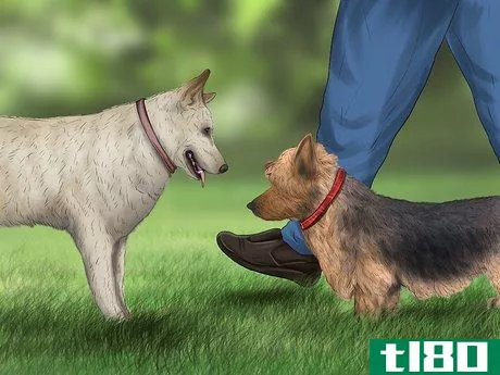 Image titled Care for an Australian Terrier Step 11