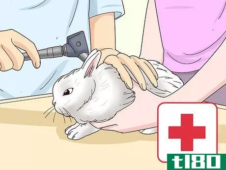 Image titled Care for a Polish Rabbit Step 14