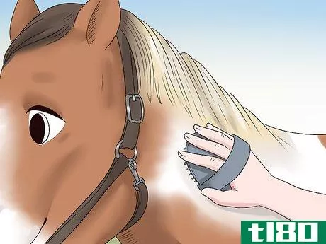Image titled Care for a Gaited Horse Step 14