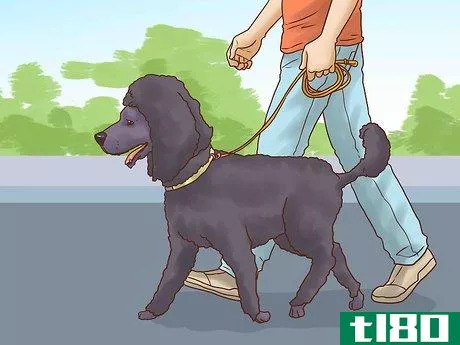 Image titled Care for a Poodle Step 6