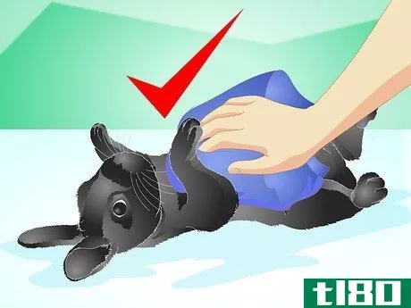 Image titled Keep a Rabbit Warm Step 6