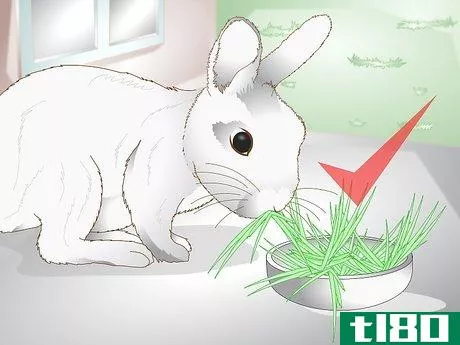 Image titled Care for a Rabbit with GI Stasis Step 12