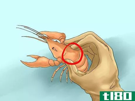 Image titled Catch a Crayfish Step 10