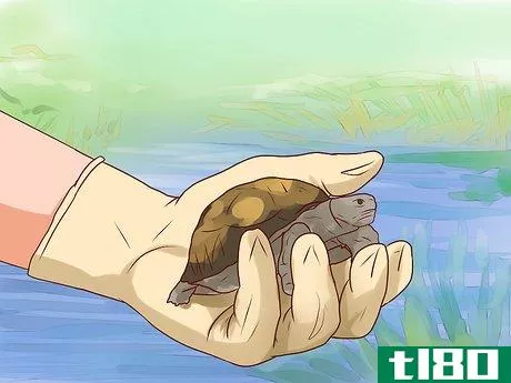 Image titled Catch Water Turtles Step 11