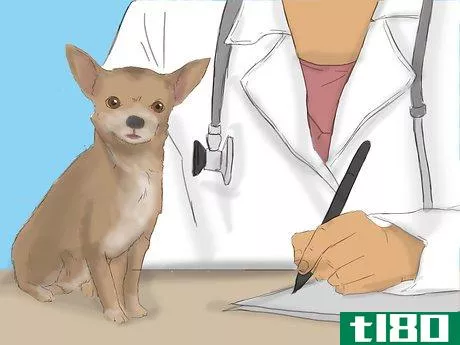 Image titled Care for a Pregnant Chihuahua Step 2