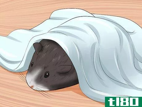 Image titled Care for a Dying Guinea Pig Step 6