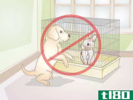 Image titled Care for Your Rabbit After Neutering or Spaying Step 9