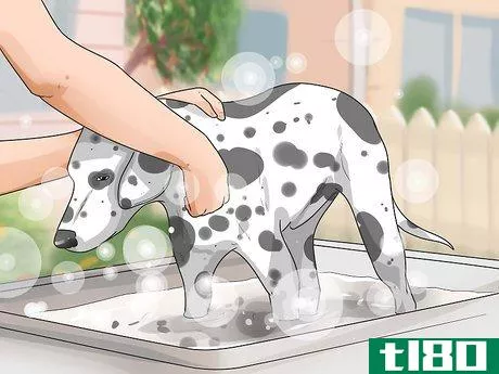 Image titled Care for a Dalmatian Step 13