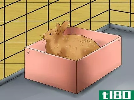 Image titled Care for Satin Angora Rabbits Step 12