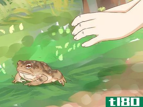 Image titled Keep a Wild Caught Toad As a Pet Step 11