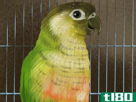 Image titled Care for a Conure Step 24