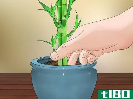 Image titled Care for an Indoor Bamboo Plant Step 4