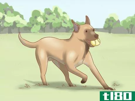 Image titled Care for a Belgian Malinois Step 2