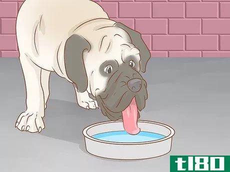Image titled Care for an English Mastiff Step 10