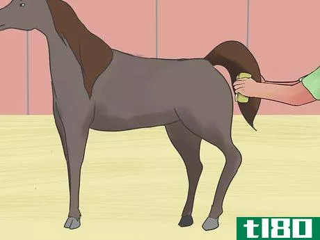 Image titled Care for an Arabian Horse Step 13