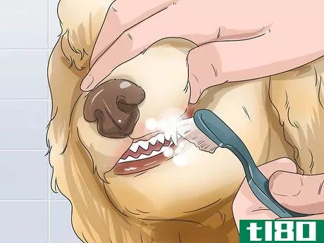 Image titled Care for Shihpoos Step 18