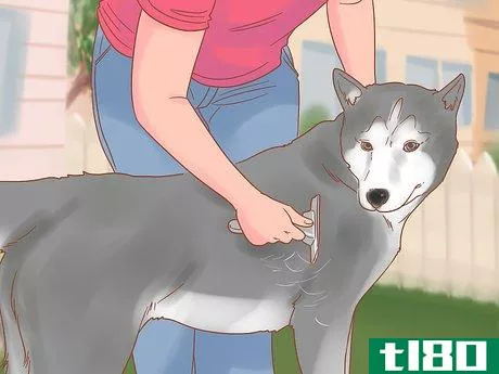 Image titled Care for a Husky Step 12