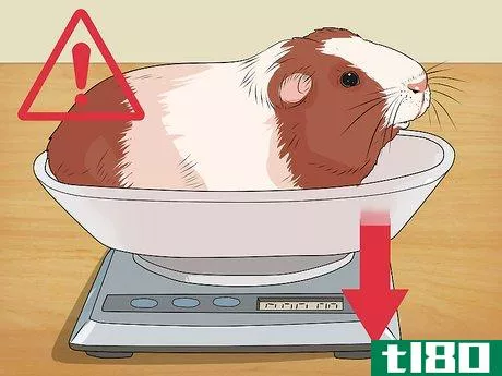 Image titled Care for a Guinea Pig with Pneumonia Step 3