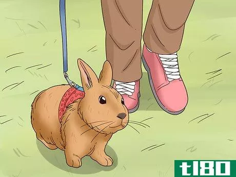 Image titled Care for a Polish Rabbit Step 12